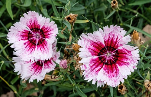 Dianthus-dnov10.jpg