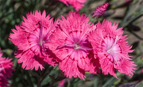 Dianthus-trio-120p.jpg