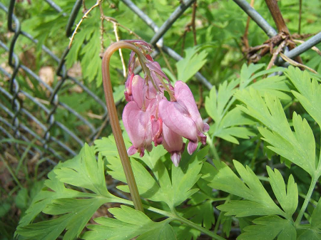 Dicentra.png