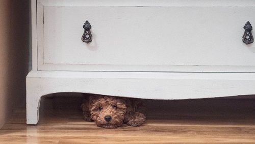Dog-under-dresser.jpg