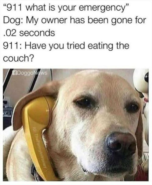 Doggy-911-500x611.jpg