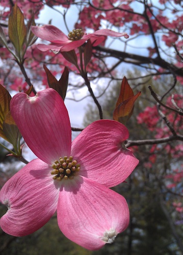 Dogwood.jpg