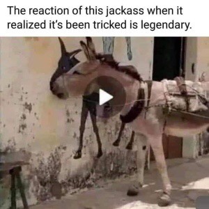 Donkey.jpg