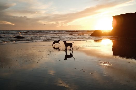 Doof-Its-Beach-Sunset-Dogs.jpg