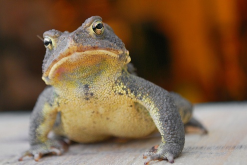 Eastern_american_toad.jpg