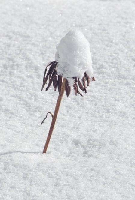 Echinacea-1-768x114.jpg