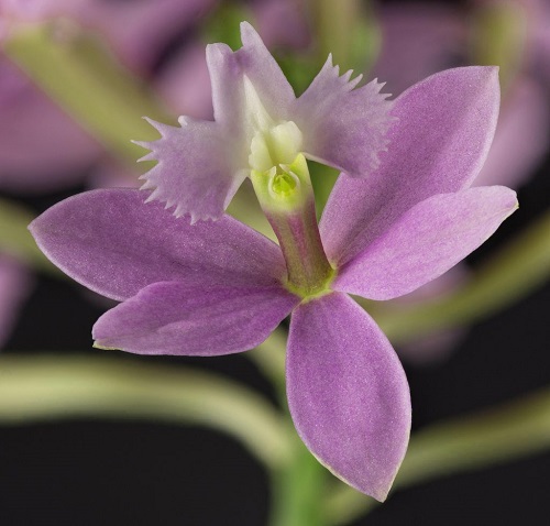 Epidendrum-Miura-Valley-2.jpg
