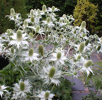 Eryngium-giganteum-071006-.jpg