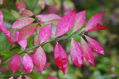 Euonymus.phellomanus.3.jpg