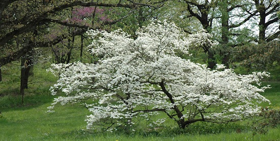 Flowering-Dogwood-Tree.jpg