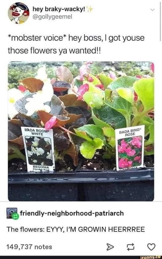 Flowers.jpg