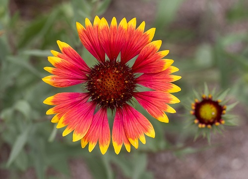 Gaillardia_in_A.jpg