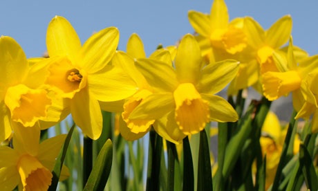 Garden-week-Daffodils-006.jpg