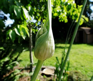 Garlic-Flower-Popping-Open.jpg