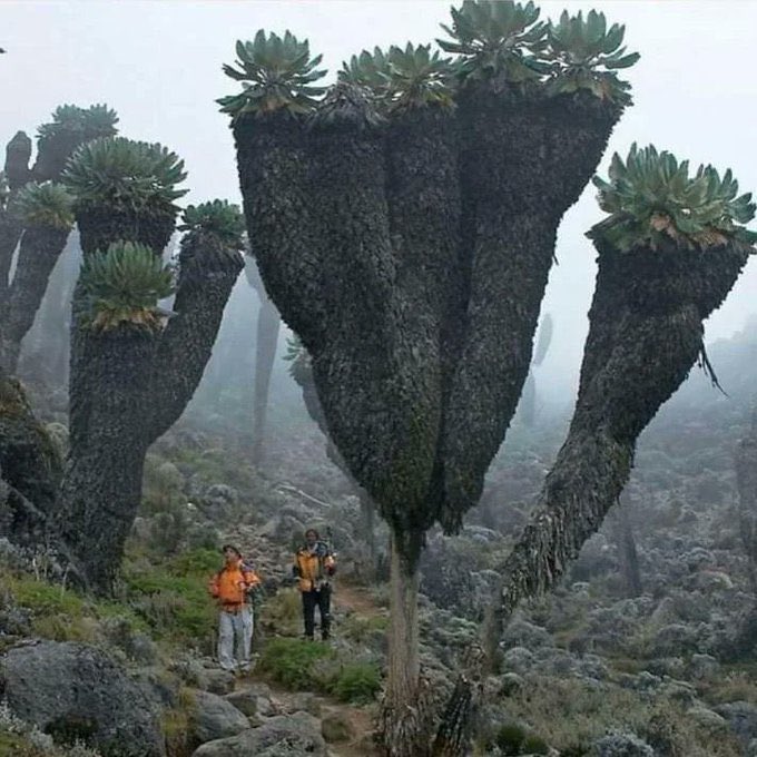 GiantGroundselprehistoricplantsfoundontopofMtKilimanjaro.jpg