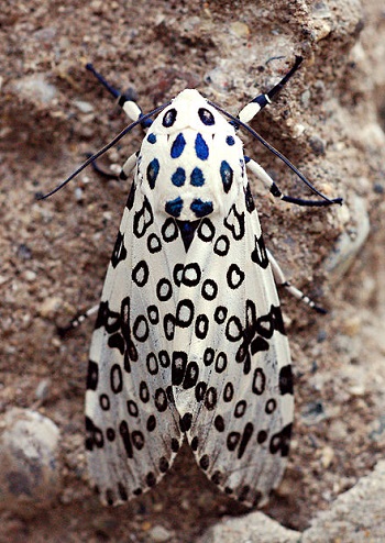 Giant_leopard_moth_hyperc.jpg