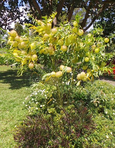 Gomphocarpus-shrub.jpg