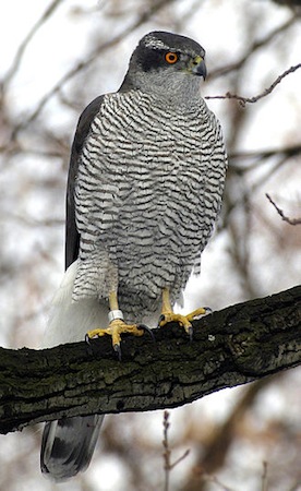 Goshawk.jpg