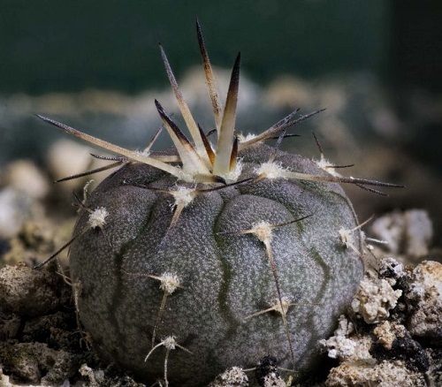 Gymnocalycium-640x561.jpg