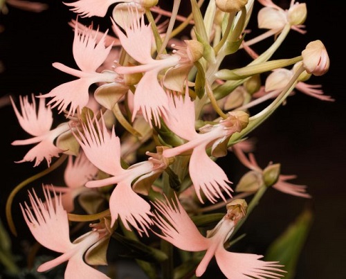 Habenaria-Jiaho-Yellow-Bird.jpg