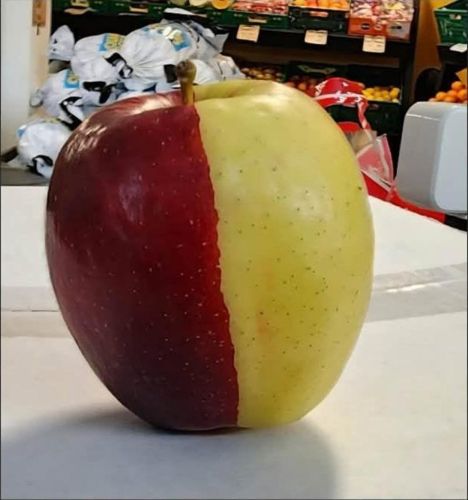Half-red-half-yellow-chimera-apple.jpg