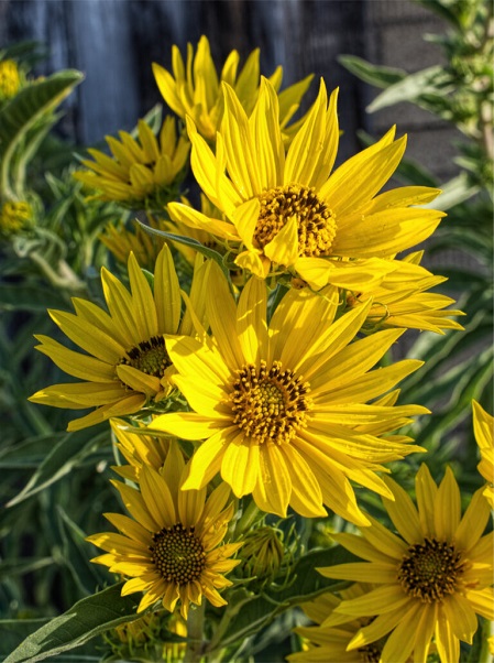 Helianthus-maximiliani-2-7.jpg