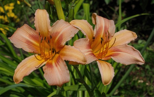 Hemerocallis-Halls-Pink-1.jpg