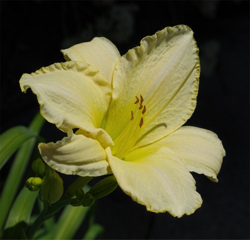 Hemerocallis-Snowy-Apparitio.jpg