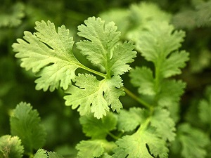 Herb-Cilantro-Slobolt.jpg