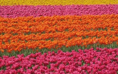 HollandTulips.jpg