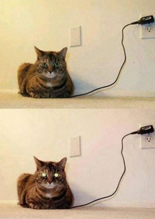 How-to-know-when-your-cat-is-fully-charged.jpg