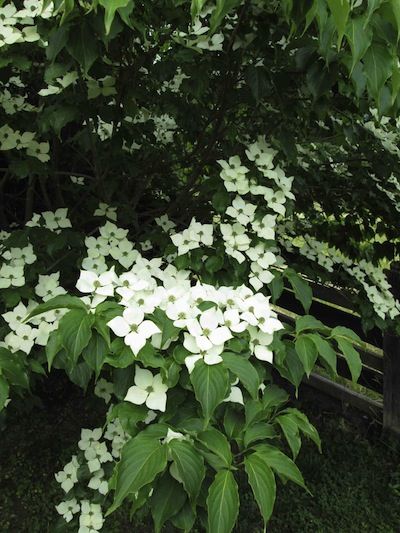 HrothgarMockDogwood1.jpg