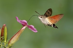 Hummingbird-Hawk-Moth.jpg