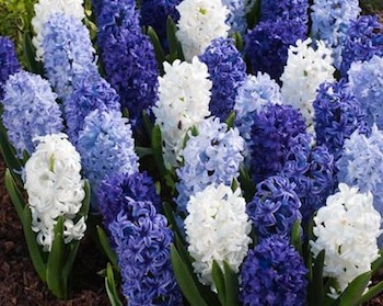 HyacinthBlueMix.jpg