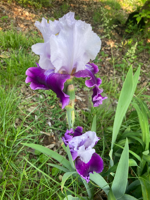 IMG_3748.jpg