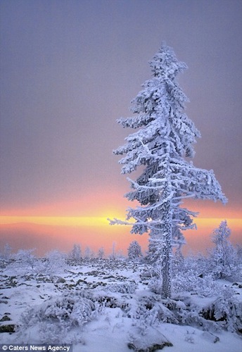 IcySnowTree.jpg