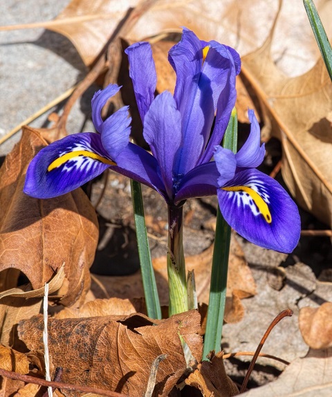 Iris-reticulata-120.jpg