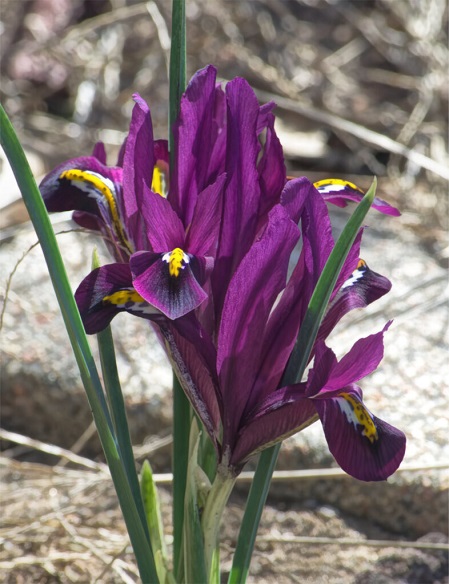 Iris-reticulata-786x10.jpg