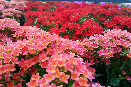 Kalanchoe-4.jpg