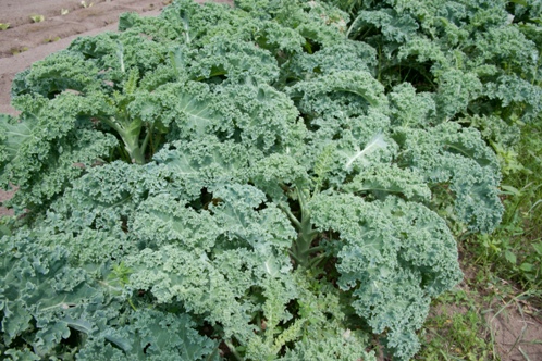 Kale_(6025692440).jpg