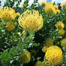 Leucospermum-Ca.jpg