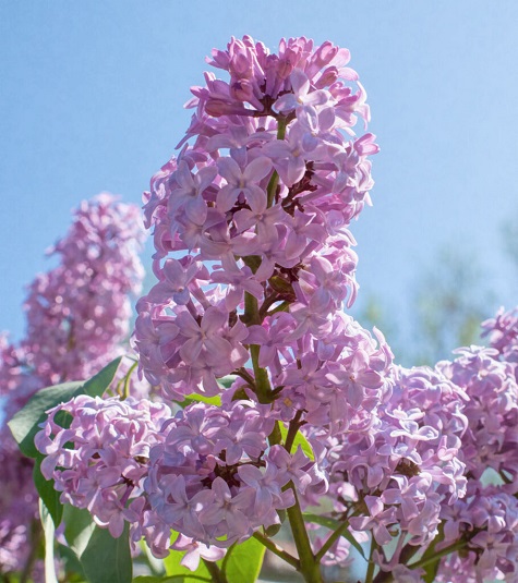 Lilac-1-99.jpg