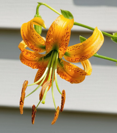 Lilium-henryi-2-906x1024.jpg