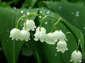 LilyOfTheValley.jpeg