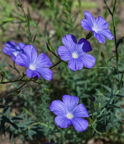 Linum-narbonense-12.jpg