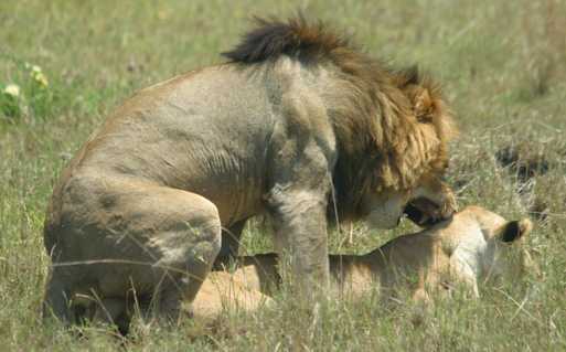 Lion_sex.jpg