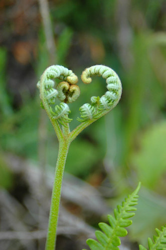 LoveFerns.jpg