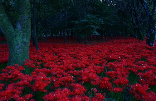 Lycoris_radiata_-_Kinchakuda.jpg