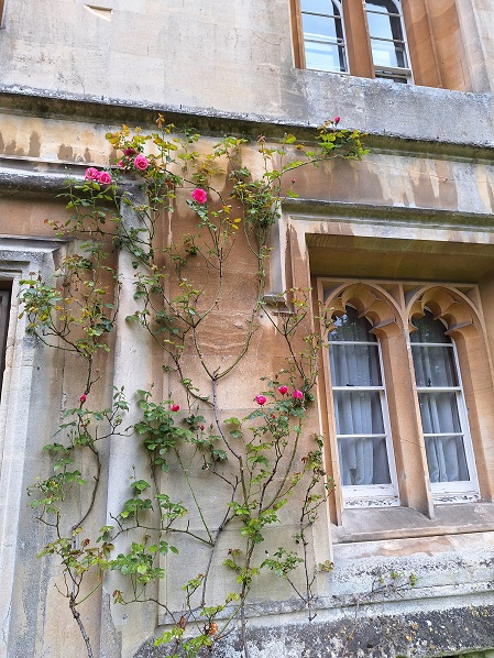 Magdalen_College_rose.jpg