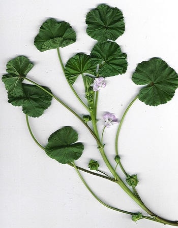 Malva_neglecta_f.jpg